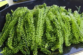 RONG NHO TRƯỜNG THỌ