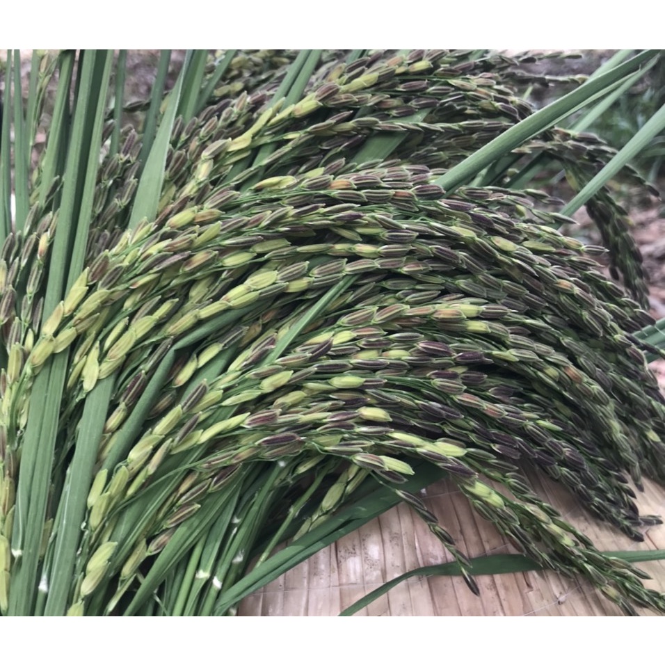 GẠO TÍM THAN HOÀNG KIM