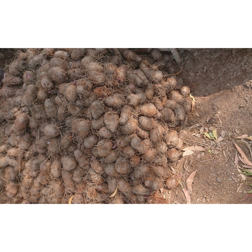 Củ khoai mỡ tím