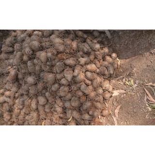 Củ khoai mỡ tím (5kg)