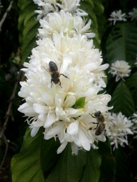 [MỚI] MẬT ONG NGUYÊN CHẤT HOA CÀ PHÊ TÂY NGUYÊN 1000ml date 2025