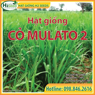 Hạt giống cỏ MULATO 2 - gói 1kg - Giống cỏ năng suất, chịu hạn cho chăn nuôi bò sữa, dê, cừu, thỏ...