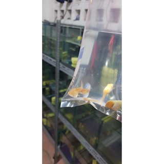 Túi Ship cá Guppy, Betta, Neon, ranchu, .... ( size 15x50 )