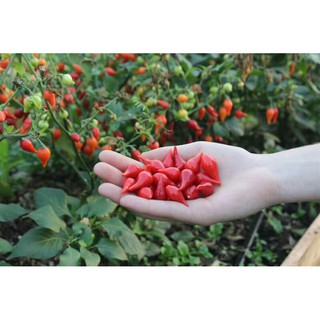 ớt mỏ chim đỏ nhập khẩu mỹ 10 hạt