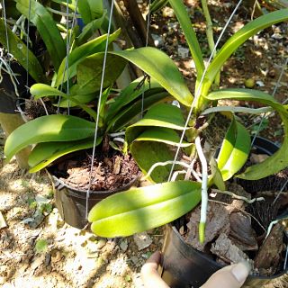 Hoa phong lan cẩm báo thuần vườn