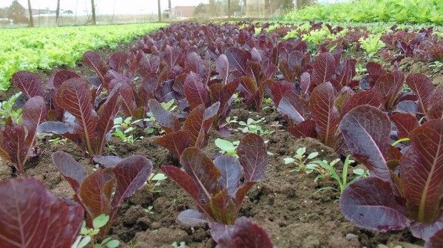 Hạt giống xà lách Romaine đỏ - gói 10gram