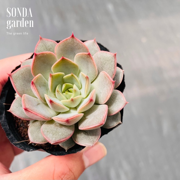 Sen đá hoa hồng đỏ SONDA GARDEN size bé 5-8cm, xuất xứ Đà Lạt, khoẻ đẹp, lỗi 1 đổi 1