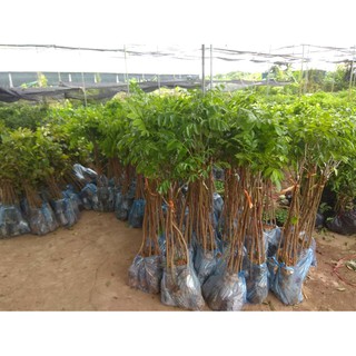 Cây giống Trám Trắng