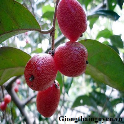 Cây nhót ngọt siêu trái