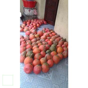 Bi lăn dầu gấc cho môi mềm đỏ tự nhiên