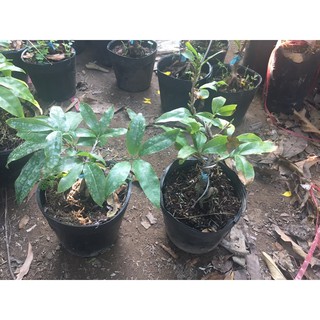 Mai Giảo Phú Tân Gốc Quái