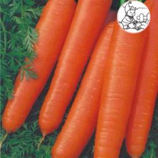 Hạt cà rốt shin kuroda - gói 5 gram