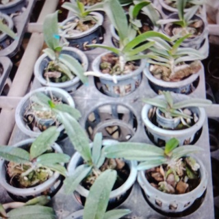 Cây lan đai châu giống