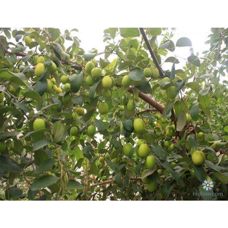 CÂY TÁO GIỐNG có thể trồng sân thượng