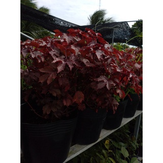 Cây bụp giấm Châu Phi ( Hibiscus lá đỏ)