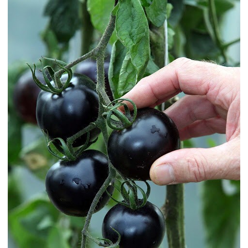 [Hạt giống Mỹ] Hạt giống cà chua đen F1 Johnny's Seed nảy mầm 95%