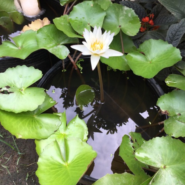 25 chậu nhựa đen bít lỗ C12 trồng hoa sen, hoa súng