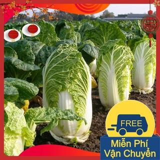 Combo 3 Gói Hạt Giống Rau Cải Thảo