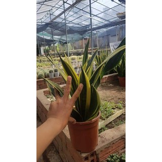 cây lưỡi hổ hoàng kim