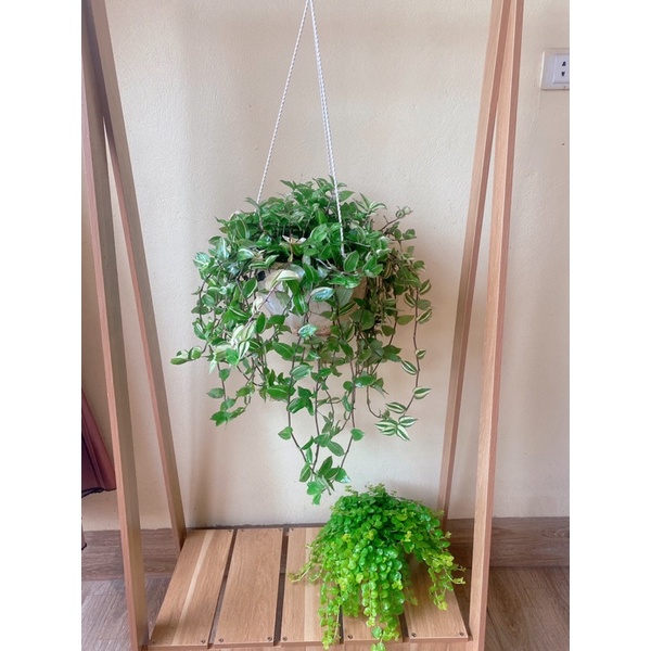 Cây trân châu vàng - golden creeping jenny