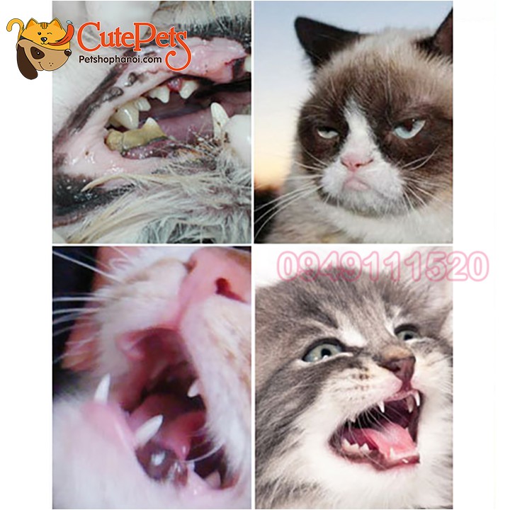 Bộ Kem đánh răng cho mèo Bioline 50g + Bàn chải - CutePets