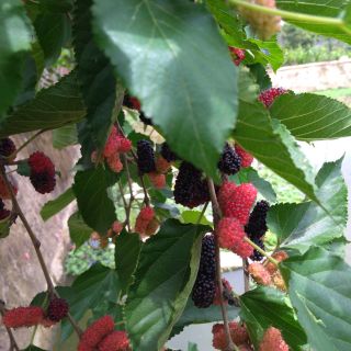 CÂY DÂU TẰM SIÊU TRÁI QUẢ TO hỗ trợ 20k cho đơn hàng 250k