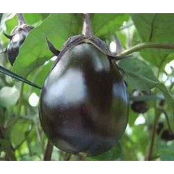 Thuốc diệt côn trùng FENDONA 10SC 50ml