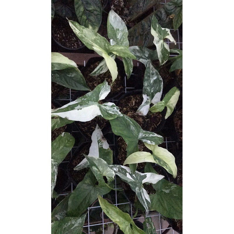Cây syngonium albo var, trầu bà trắng