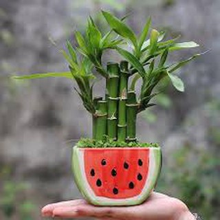 Cây trúc phát lộc - tặng chậu