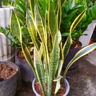 Bụi Lưỡi Hổ (loại lớn )