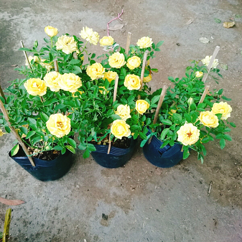 Cây Hoa Hồng Tỉ Muội Vàng - cây cảnh để bàn