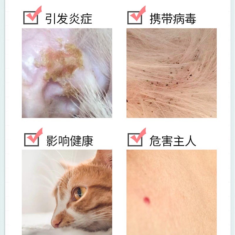 Vòng đuổi rận cho boss