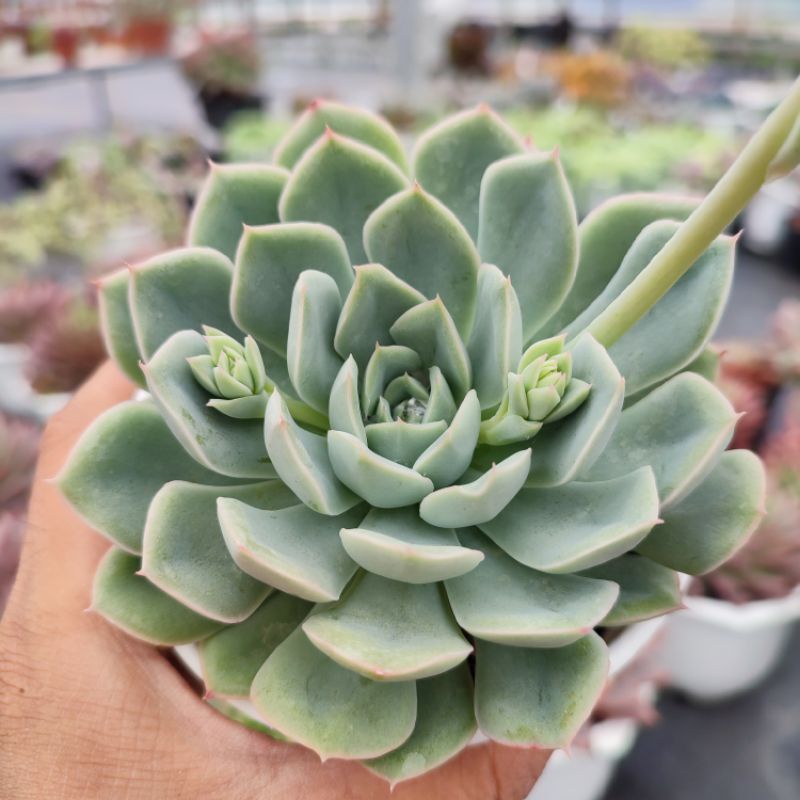 Sen Đá Liên Đài Trắng Size Trung Bình 10-12cm, Xuất Xứ PANDAA GARDEN Đà Lạt Khoẻ Đẹp, Thích Nghi Khí Hậu, Lỗi 1 Đổi 1