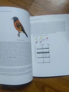 Tài liệu nuôi red siskin