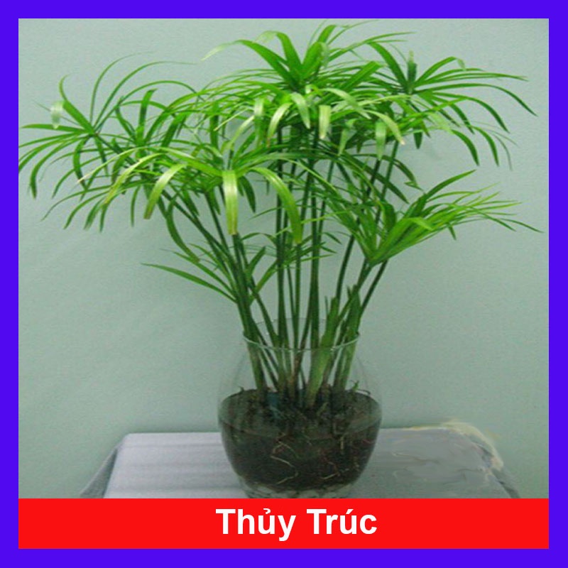 Cây thuỷ trúc thuỷ sinh - caykiengsadec