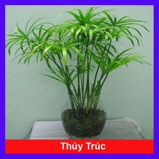 Cây thuỷ trúc thuỷ sinh - cây cảnh thủy sinh