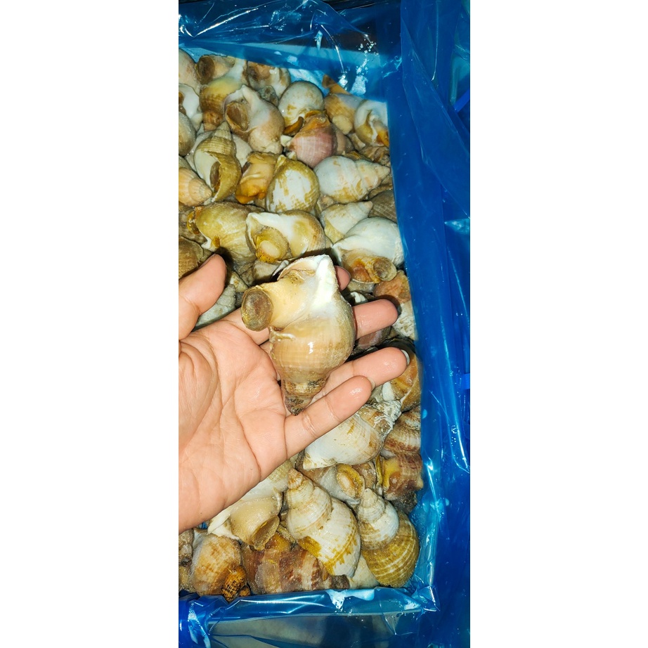 Ốc Bulot Pháp.Khay 500gram. Tặng kèm muối sữa chấm hải sản. Ốc Bulot nhập khẩu. Ship liền HCM.