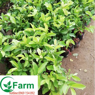 Cây ổi không hạt