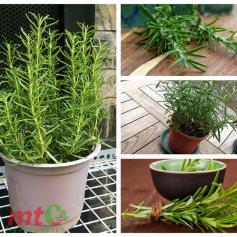 Cây Hương Thảo Rosemary - Gia vị thảo dược tốt cho sức khỏe