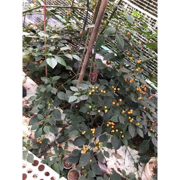 Ớt Giống Peru Aji Charapita - Ớt Hạt Tiêu Mắc Nhất Thế Giới