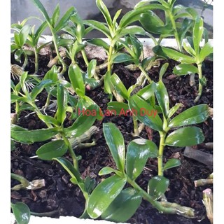 Ki Phi điệp, giả hạc đột biến 6 mắt Thái Bình
