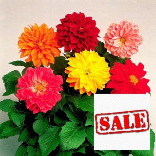 Hạt giống hoa thược dược lùn 40 hạt SALE
