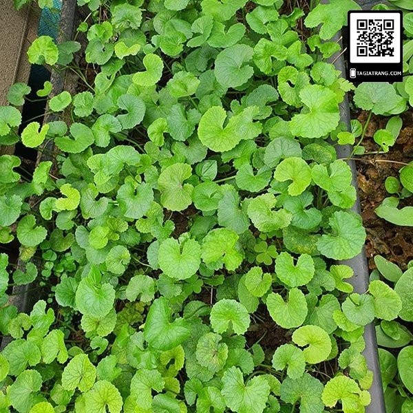 Hạt giống rau má ta - Tập làm vườn cùng Tạ Gia Trang