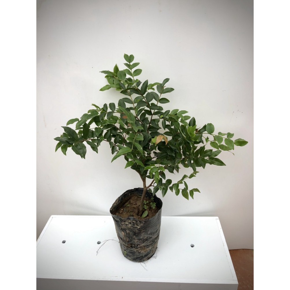 Cây nho thân gỗ tứ quý lá nhỏ chơi bonsai (ảnh thật số 2)