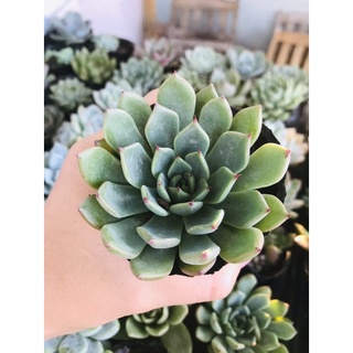 sen bầu khoẻ đẹp ib shop gửi ảnh để lựa