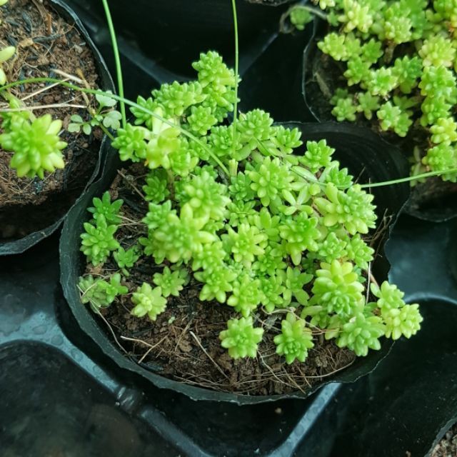 Combo 03 sen đá sedum xanh- Hàng thuần, siêu dễ trồng, LỖI 1 ĐỔI 1