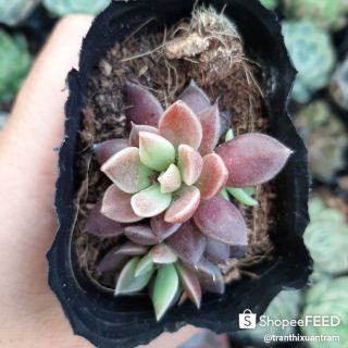 Sen Đá Lá Tím 4-6cm siêu đẹp - 1 đổi 1.