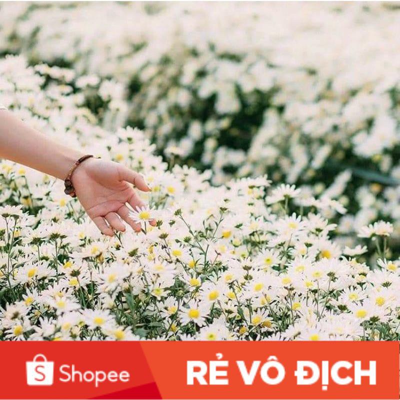 SALE SOCK 50H giống hoa cúc họa mi siêu xinh chất lượng cao 😍🌹SIÊU XINH🏜️🏵️chất lượng cao