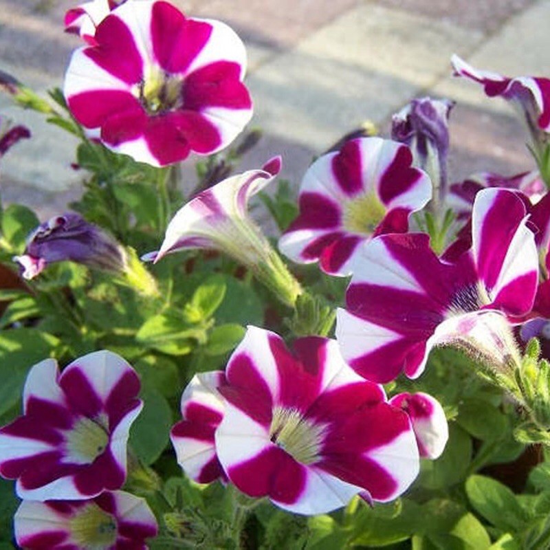 Hạt Giống Hoa Dạ Yến Thảo Sọc Mix Màu | SL: 100 Hạt