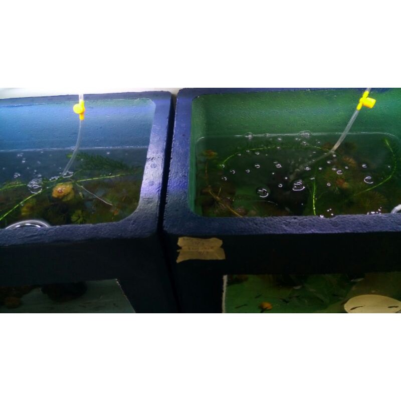 Màu sơn thùng xốp nuôi cá